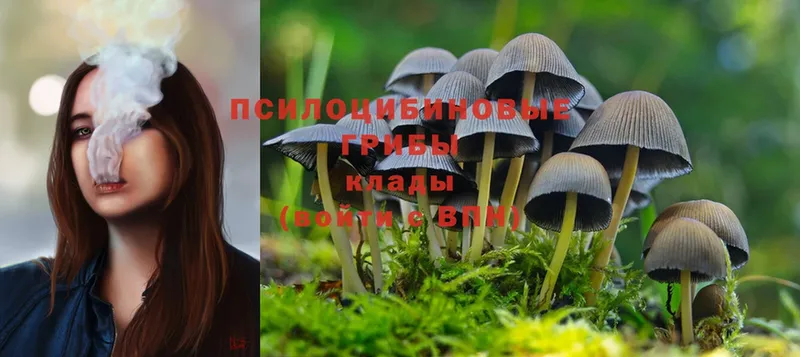 Галлюциногенные грибы Cubensis  Богданович 